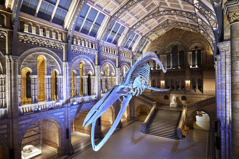 Natural History Museum