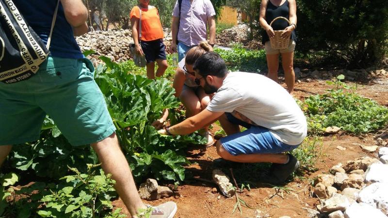 Cretan Olive Oil Farm