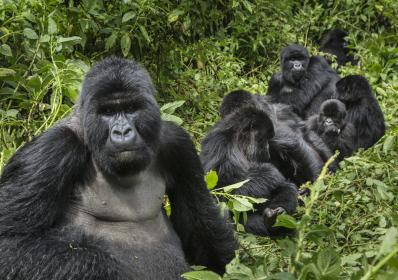 Rwanda: Nyöppnade Singita Kwitonda Lodge i Rwanda