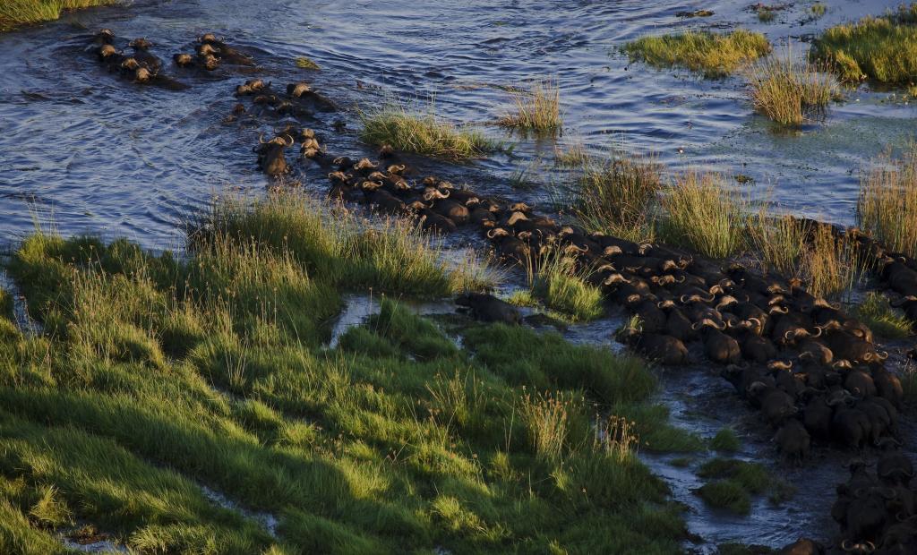 Botswana: Safari i Botswana – oförglömliga dagar i Okavangodeltat