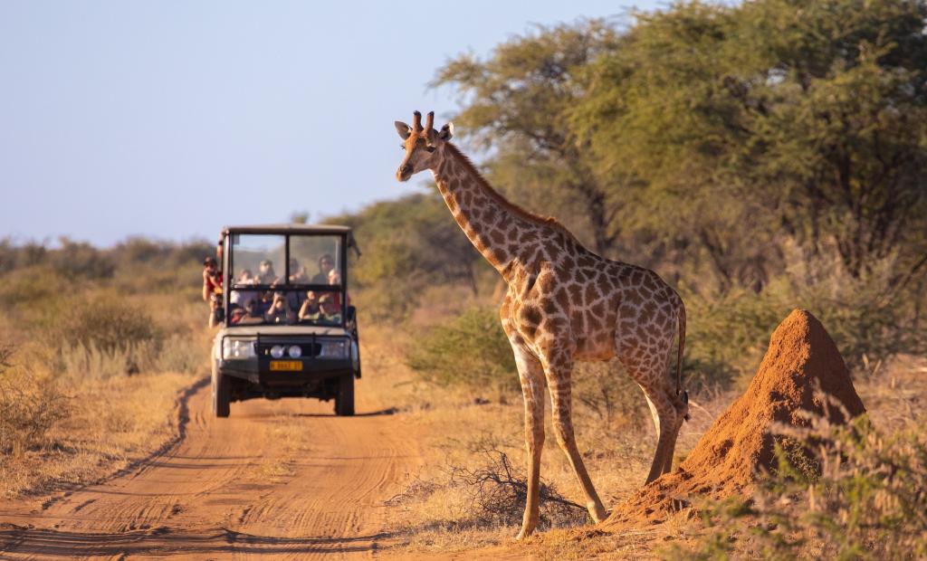 Svenskar väljer Afrika för vinterresan – Sydafrika ny favorit 2025