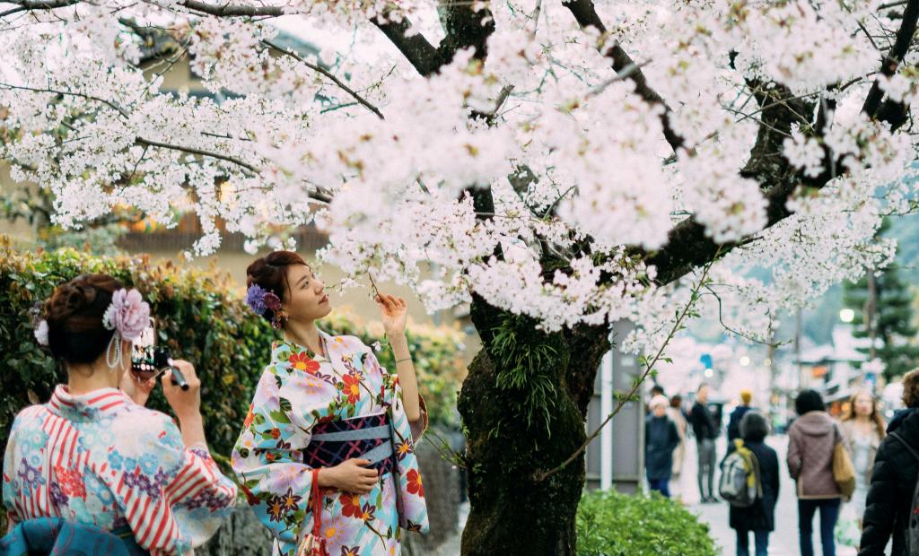 Japan: Miniguide: Här kan du uppleva Tokyos körsbärsblomning