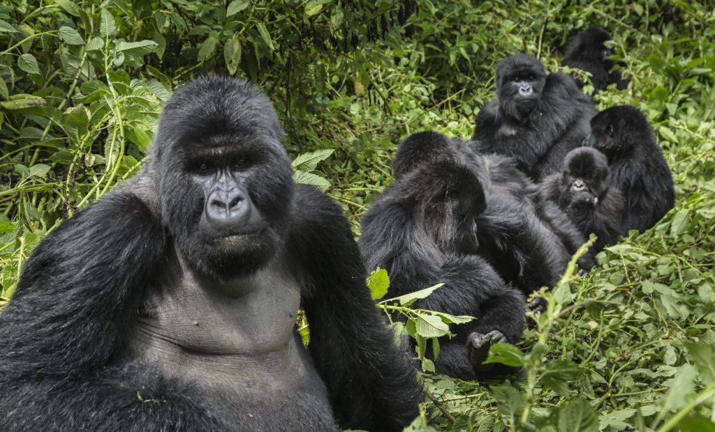 Rwanda: Virungabergens konung: En resa i Rwandas täta skogar