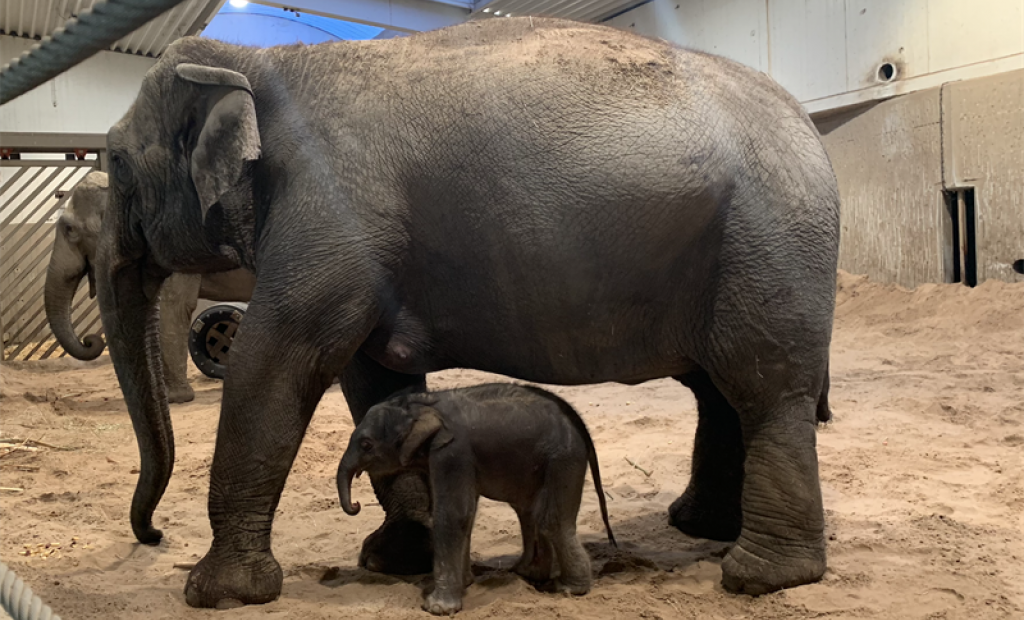 Sverige: Kungens elefant har fött en kalv i Sverige