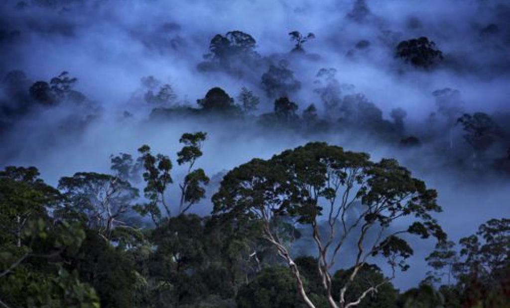 Borneo, Malaysia: Borneo – Djungelboken på riktigt