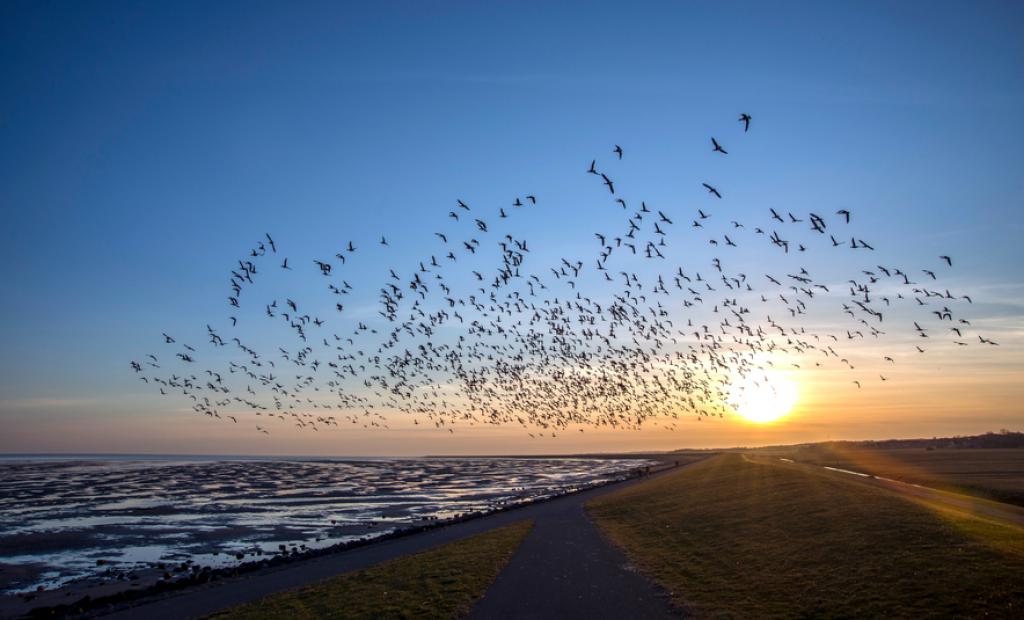 Varför fåglar aldrig kolliderar