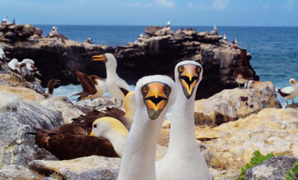 Vem får se Galapagos?