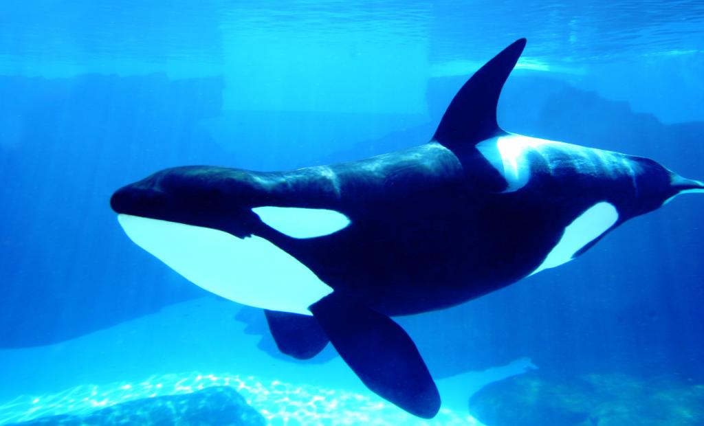 Booking kastar ut Sea World från sajten