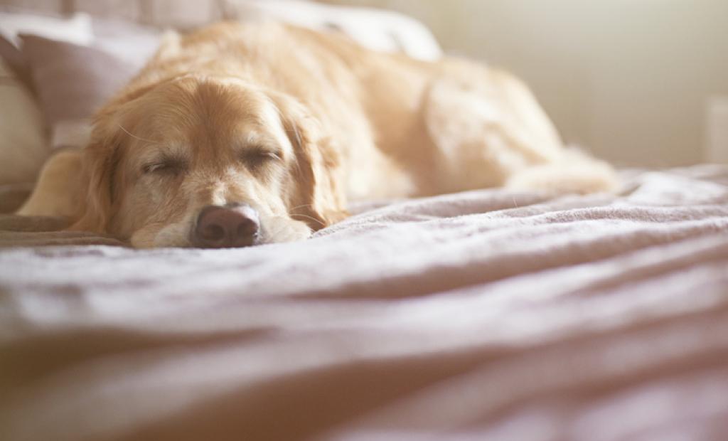 Här är hunden välkommen