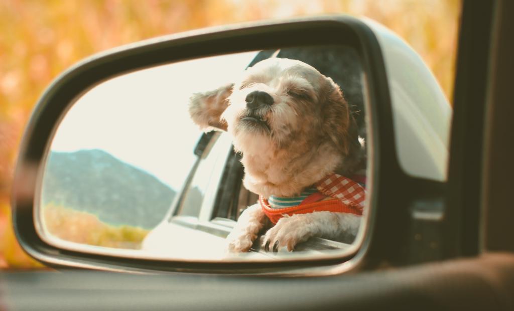 Konstigaste sakerna som glömts i en Uber-bil 