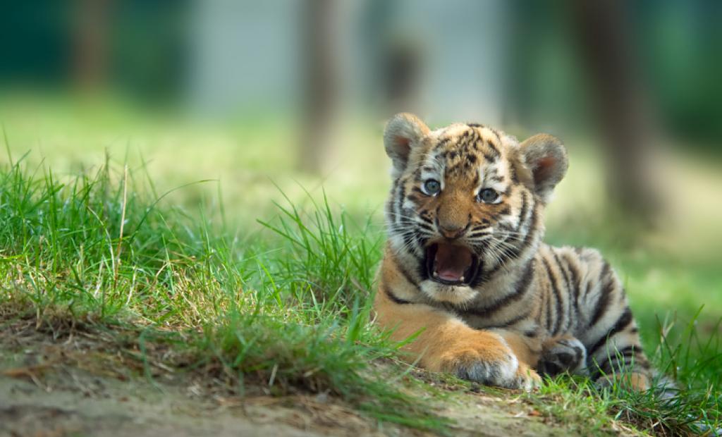 Tiger fastnade i tullen