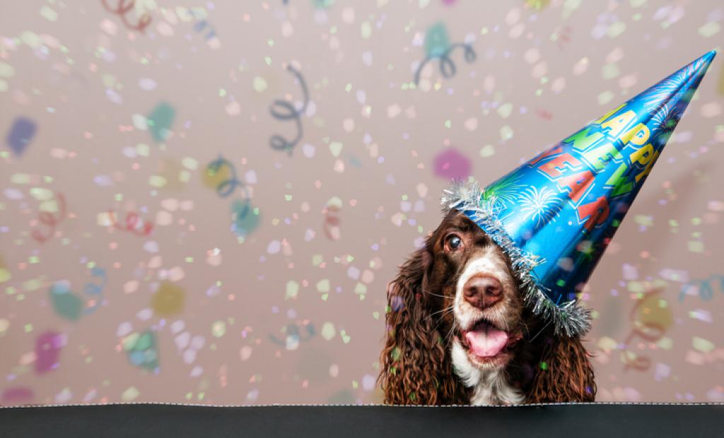 Hundägare – checka in här på nyår