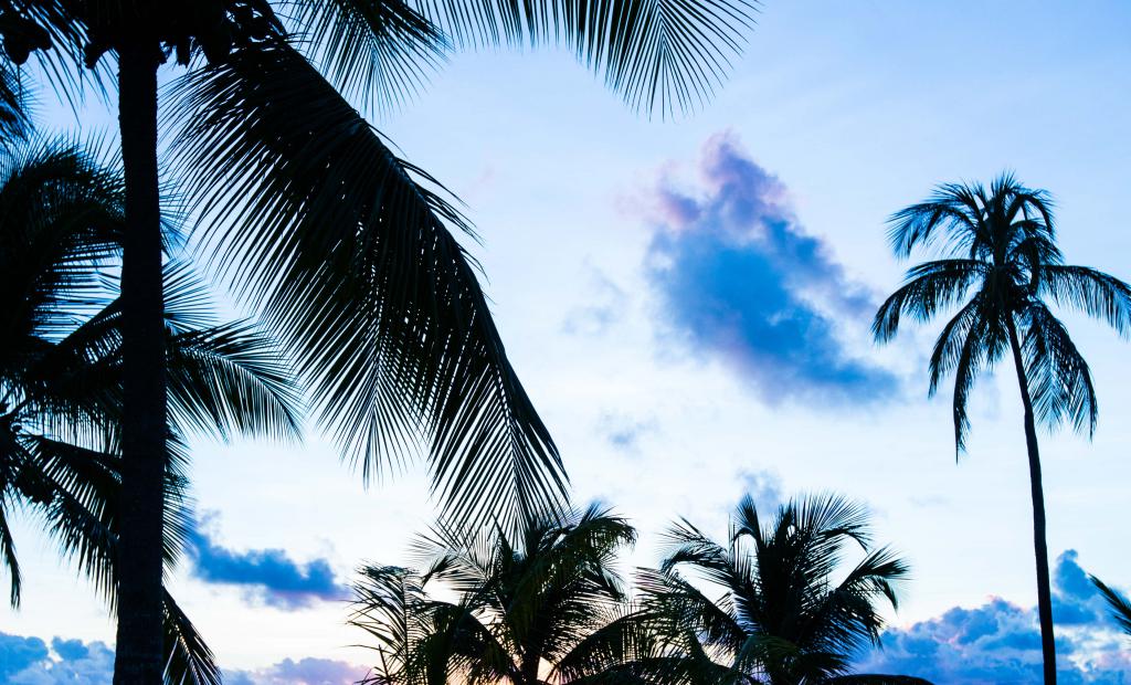 Karibien: Martinique och dess söta själ