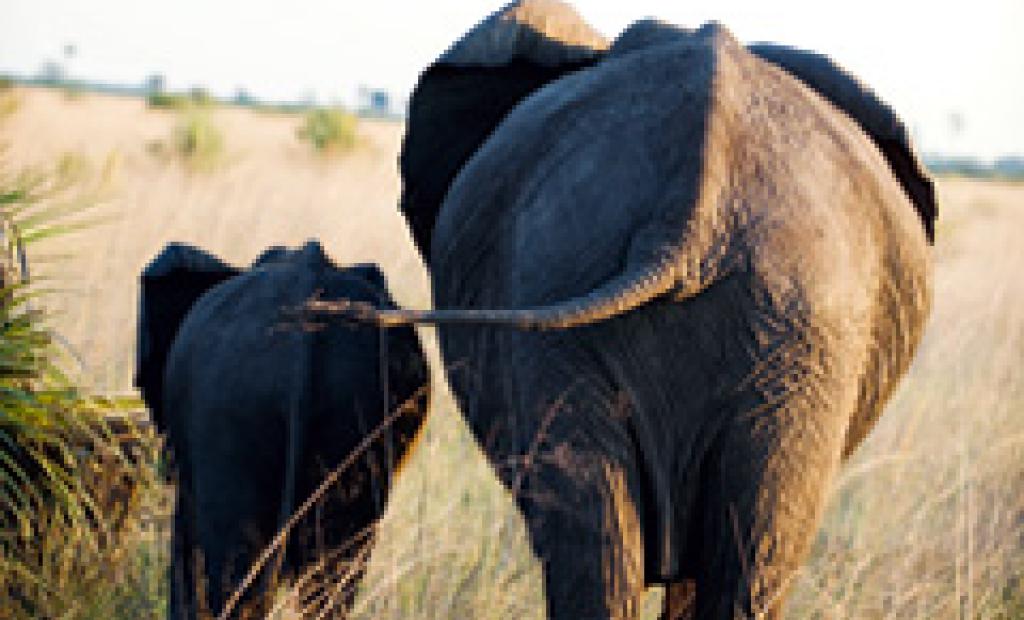 Botswana: Safari i Botswana 