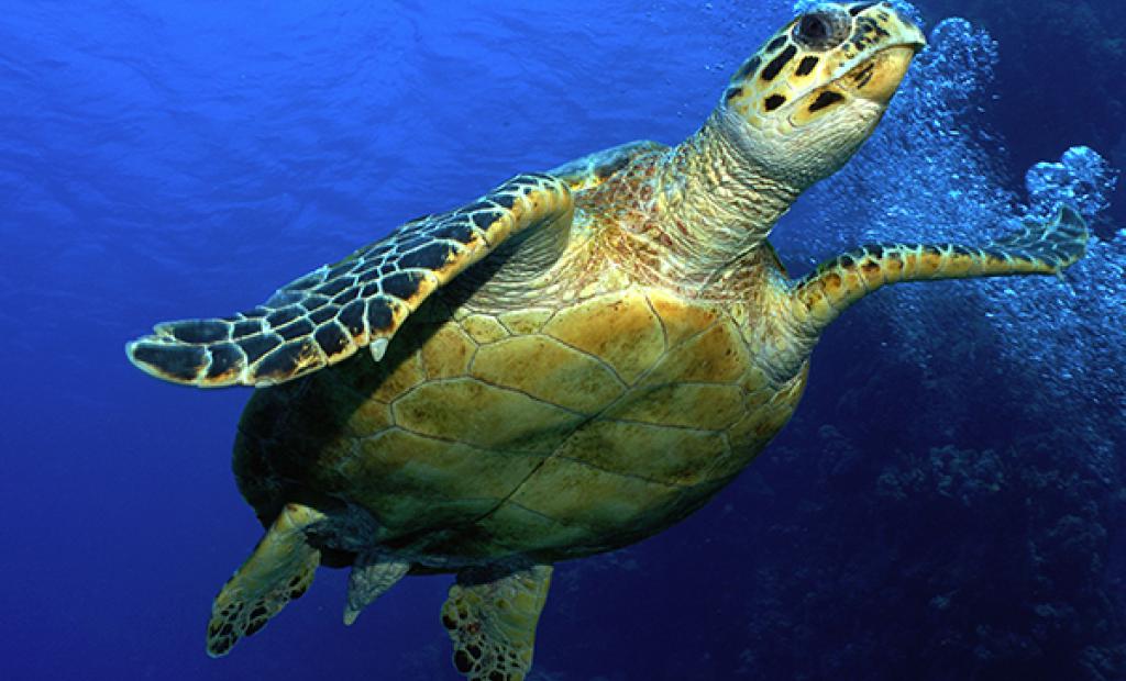 Så turistar du sjyst