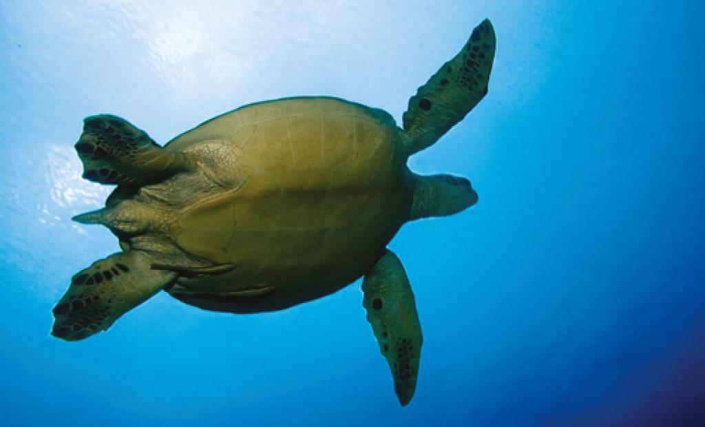 Grekland: Naturligt vackert med ett ovanligt djurliv